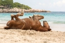 Rollkur am Strand